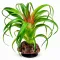 Штучна рослина Hobby Terra Succulent 3 14 см (37732) для тераріуму, акватераріуму та палюдаріуму — Фото 3