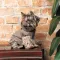 Костюм Pet Fashion «PF Style» для собак, розмір XS2, бежевий (лімітована серія) — Фото 9