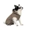 Костюм Pet Fashion «PF Style» для собак, розмір XS2, бежевий (лімітована серія) — Фото 6