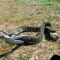 Металевий захват для змій Repti-zoo Snake Tong 100см (SC40) — Фото 17