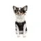 Борцівка Pet Fashion «FBI» для собак, розмір XS2, чорна — Фото 9