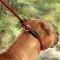 Повідець-Зашморг для Собак Bronzedog Active з Альпіністського Шнура Тренувальний Чорно-Червоний L/XL — Фото 12