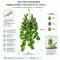 Штучна рослина Hobby Climber Heartleaf 70 см (37727) для тераріуму, акватераріуму та палюдаріуму — Фото 4