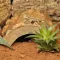 Декорація для акваріума HABISTAT LOG HIDEOUT EXTRA LARGE (R5100255) — Фото 3