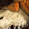 Крокодилячий череп Repti-Zoo Crocodile Skull S 11x6x4см (ERS34S) — Фото 9