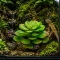 Штучна рослина Hobby Terra Succulent 4 17 см (37733) для тераріуму, акватераріуму та палюдаріуму — Фото 5