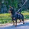 Ferplast ERGOTREKKING XS HARNESS BLACK Ергономічна шлея для собак — Фото 12