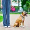 Повідець-рулетка для собак WAUDOG R-leash з контейнером для пакетів, світловідбивна стрічка, L, до 40 кг, 5 м, рожевий — Фото 11
