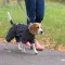 Дощовик Pet Fashion «Rain» для собак, розмір M2, сірий — Фото 9