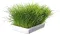 Трава Trixie Soft Grass для котів та кошенят, контейнер, 100 г — Фото 3