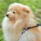 Шлея з повідцем для собак шкіряна WAUDOG Soft з QR паспортом, кругла, Д 6 мм, А 42-60 см, В 46-64 см чорний — Фото 7