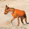 Жилет Pet Fashion «E.Vest» для собак, розмір M2, помаранчевий — Фото 6