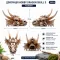 Декорація череп дракона Hobby Dragon Skull S 12,5×9×8,5 см для акваріума і тераріума (32074) — Фото 11