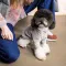 Толстовка Pet Fashion «Delicate» для собак, розмір S, сіра — Фото 7