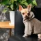 Светр Pet Fashion «Nick» для собак, розмір S, мокко (лімітована серія) — Фото 9