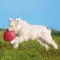 Іграшка Trixie Dog Activity Літаюча Тарілка для собак, d:24 см (гума) — Фото 7