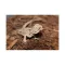 Підкладка з кокосового волокна Repti-Zoo Coconut fiber Substrate 8л (SB650) — Фото 12