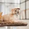 Кепка Phil ТМ Pet Fashion для собак L бежева — Фото 8