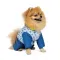Костюм Pet Fashion Tender для дівчаток, розмір S, синій — Фото 7