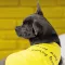 Борцівка Pet Fashion «Puppy» для собак, розмір XS2, жовта — Фото 11