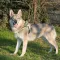 Ferplast SPORT DOG P L YELLOW Шлея, нейлон — Фото 13