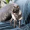 Светр Pet Fashion «Tom» для кота, розмір S, капучіно — Фото 7