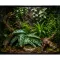 Штучна рослина Hobby Calathea 1 24×14 см (37714) для тераріуму, акватераріуму та палюдаріуму — Фото 5