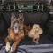 Ferplast DOG CAR SECURITY Автомобільні захисні грати для собак — Фото 13