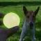 Іграшка для Собак Skipdawg Glow Ball Світлонакопичувальний М'яч 7 см M — Фото 7