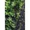 Бавовна з тропічних лісів Wacool Rainforest Plant Cotton M 29х29см (YZM003) — Фото 17