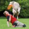 Іграшка Trixie Dog Activity Літаюча Тарілка для собак, d:23 см (пластик) — Фото 5