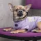 Футболка Pet Fashion «Game» для собак, розмір XS2, бузкова — Фото 12