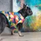 Жилет Pet Fashion «Spring» для собак, розмір M, принт — Фото 11