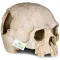 Декорація череп людини Terrario Human Skull 14x11x11см (151211) — Фото 11