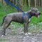 Шлея для Собак BronzeDog Active Нейлонова зі Світловідбиттям Синя L — Фото 10