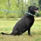 Нашийник для Собак Мартінґейл BronzeDog Urban Нейлоновий з Металевою Фурнітурою Інки L — Фото 12