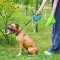 Повідець-рулетка для собак WAUDOG R-leash з контейнером для пакетів, світловідбивна стрічка, L, до 40 кг, 5 м, блакитний — Фото 15