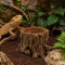 Декорація Hobby Wildwood Stump 15×14,5×9 см - декоративний пень, поїлка, горщик для тераріуму (40849) — Фото 10