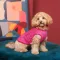 Борцівка Kale ТМ Pet Fashion для собак S малина — Фото 7