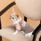Футболка Pet Fashion для дівчинки Rose M — Фото 7