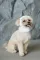 Шапка Pet Fashion Teddy для собак розмір XS — Фото 7