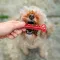 Ferplast SMILE BONE L RED — Фото 8
