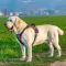 Ferplast GENIUS LARGE RED HARNESS нейлонова шлея для тварин червона — Фото 11
