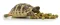 HABISTAT TORTOISE FOOD FRUIT &amp; FLOWER 200 GRAM (R8100025) корм для сухопутних черепах (різні смаки) — Фото 3