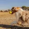 Ferplast CHEWA BOING BALL L YELLOW — Фото 10