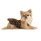 Сукня Pet Fashion «Flirt» для дівчаток, розмір M, коричнева — Фото 3