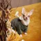 Костюм Pet Fashion «Alf» для собак, розмір XS2, хакі — Фото 7