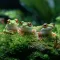 Натуральний мох торф’яний Terrario ForestHeart Sphagnum Moss 100г для тераріумів та орхідей — Фото 14