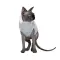 Светр Pet Fashion «Cat» для кота, розмір XS, меланж — Фото 4
