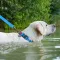 Нашийник для собак водостійкий WAUDOG Waterproof c QR паспортом, пластикова пряжка-фастекс, Ш 25 мм, Дов 38-58 см, блакитний — Фото 5